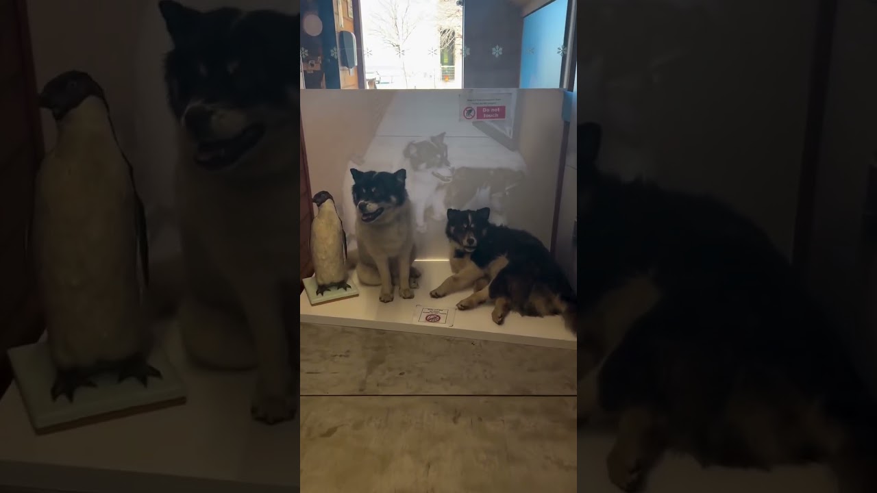 YouTube Short thumbnail