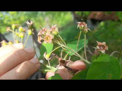 Afinul canadian rodeste  fara sa i pese de gerul din aprilie