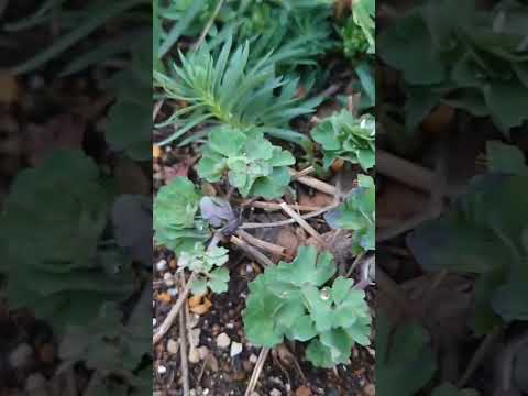 園芸 オダマキ、斑鳩、オオバト