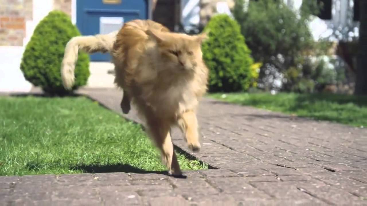 O2 - Be more dog (legendado em português)