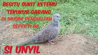 Download lagu Memikat Tekukur Di Musim Hujan || Sangat Sulit Menemukan Tekukur Yang G4n4s.. mp3