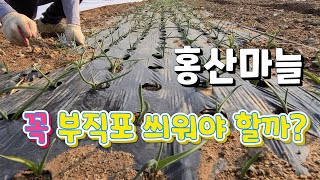 겨울 한파 영하14도 홍산마늘 부직포 씌워야 할까 ?