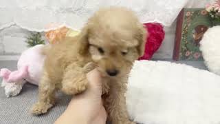 ハーフ犬の動画02