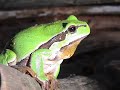 Laub Frosch