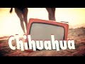 DJ BoBo - CHIHUAHUA ( Official Music Video ...