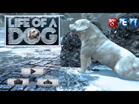Life Of Snow Dog Video