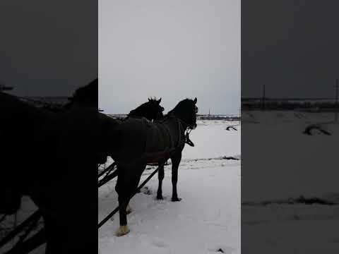 Cai lui Ovidiu stomac din barlad