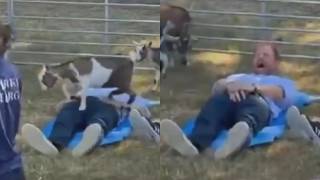 Prince Harry’s crown jewels kicked by rowdy goat in hilarious video