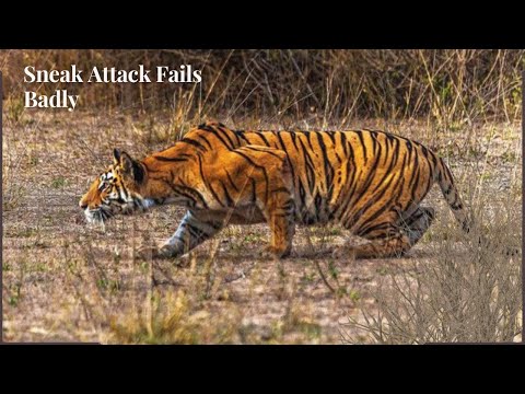 Tiger Sneak Attack Fails Badly