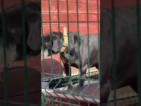 Voříškov prosí o pomoc pro psí útulkáče, poničku Babuňu, kočky a další zvířátka