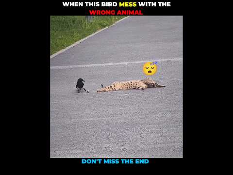 Cat v/s Bird #animals #shortvideo #shorts #animalshorts #animalplanet #cat #catvideo #viralshorts