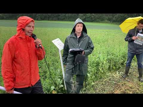 Bio-Lupinen, Flurbegehung im Stiegenhof 2022