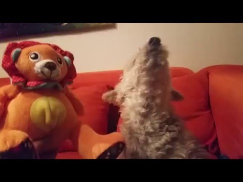 KRAMPY, el perrito tenor.  Agarrate, Juan Diego Florez!!! (27/04/16)