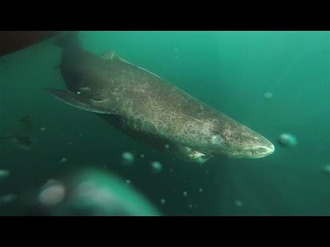 Mysterious Shark Lives Hundreds of Years, Scientists Say