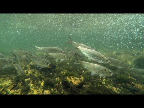 An Underwater Look at a Herring Run on Cape Cod