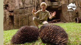 Robert Irwin's Australia Zoo Tour | Irwin Family Adventures