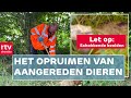 Wat gebeurt er met doodgereden dieren? (Let op: bevat beelden van een dode ree) | RTV Drenthe