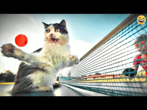 Best funny ANIMALS videos😂 Funniest CATS🐱 and DOGS🐶 2024