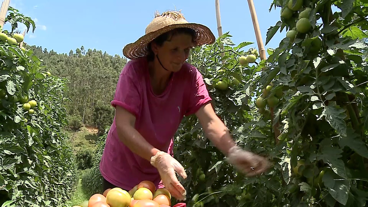 SPDH na cultura do tomate