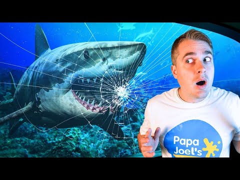 Ocean Animals for Kids Aquarium Adventure