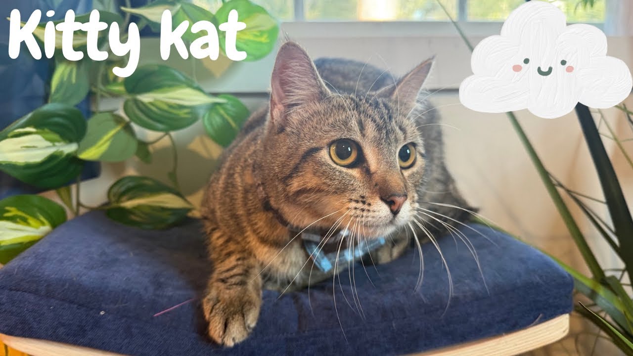 Enlarge Kitty Kat Candy, a Adoptable mixed breed in Cincinnati, OH video 6/6