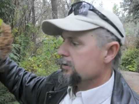 Ocean Spray Native Shrub