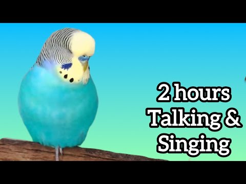 2 hours of Budgie talking and singing to his flock