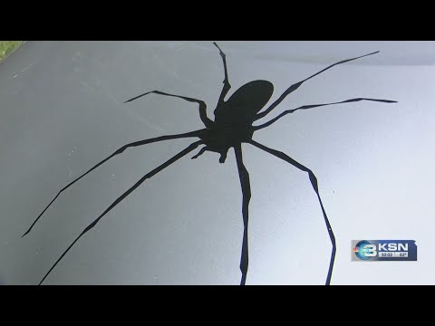How to combat brown recluse spiders at home