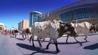 preview picture of video 'Rancher's Reserve Longhorn Cattle Drive through Allen, Texas'