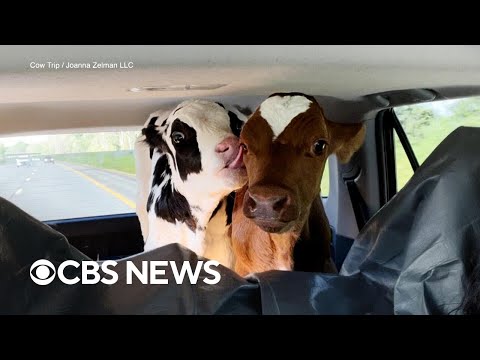 A 600-mile road trip with 2 calves in the back seat of a car