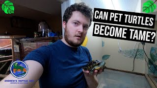 How To Tame Pet Turtles!