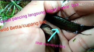 preview picture of video 'Explore ikan cupang liar ( wild Betta fish) part 2.'