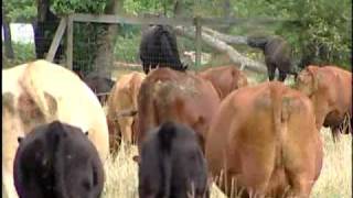 preview picture of video 'Buy Local , Hickory Nut Gap Farms'