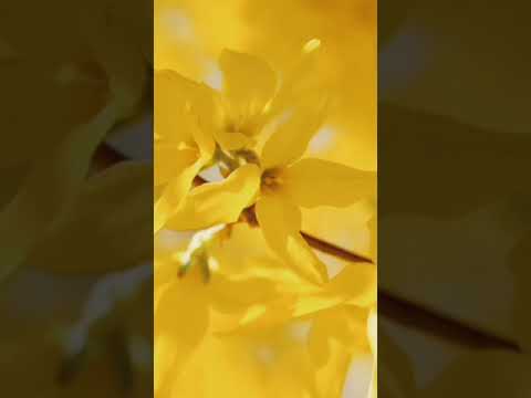 nature flower# aroma # shabnam #natural