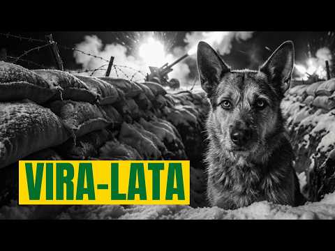 "O Sargento que Não Fala" – O Cão que Salvou os Pracinhas de uma Tragédia na Itália