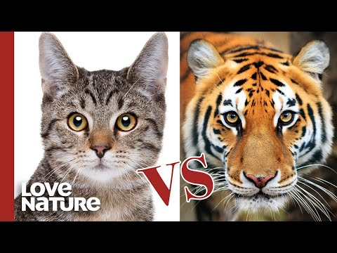 Is Your Domestic Cat A Tiny Tiger?