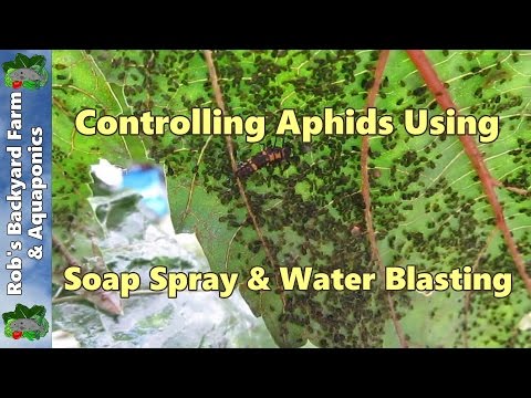 How to kill Aphids using a natural liquid soap spray & water blasting..