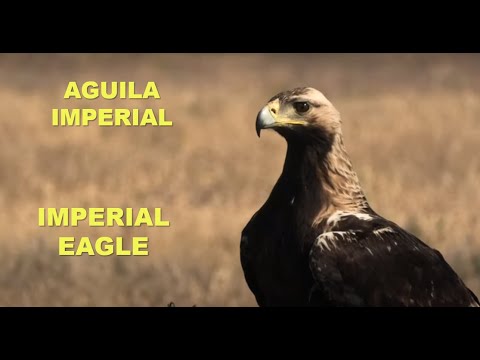 AGUILA IMPERIAL | IMPERIAL EAGLE | Aquila adalberti