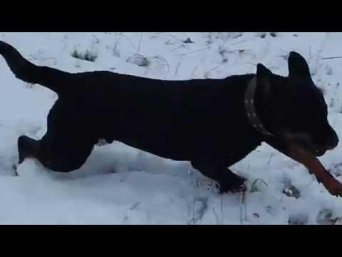 Осенняя прогулка с ротвейлером