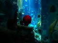 Finding Nemo At Lego Land