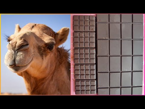 CAMEL MILK CHOCOLATE RECIPE | 1st time in YouTube | Chocolate Recipe | Anjum's Food
