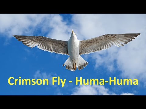 Crimson Fly | Huma Huma | MUSIC | BIRDS |