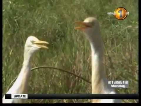 Action TV: Sufficient water can dry the tears of the Mahaweli farmers