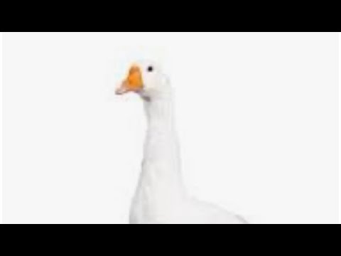 churrasco coreano asmr por favor curta e sub ou ganso 🪿 vai ficar triste