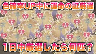 【検証】色違い確率爆上がり時に運命の証を1日中厳選したら色証を何匹ゲットできる？【ポケモンSV/藍の円盤/ゼロの秘宝】