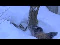 Mladata pandy cervene (Tearon) - Známka: 1, váha: střední