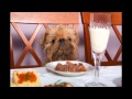 Jimmies Chicken Shack - Sitting With The Dog
