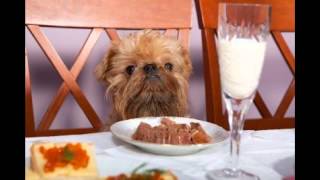 Jimmies Chicken Shack - Sitting With The Dog