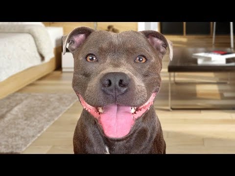 vederea jucăriei terrier