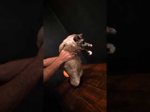 😍My Rifle Collection #shorts #rifles